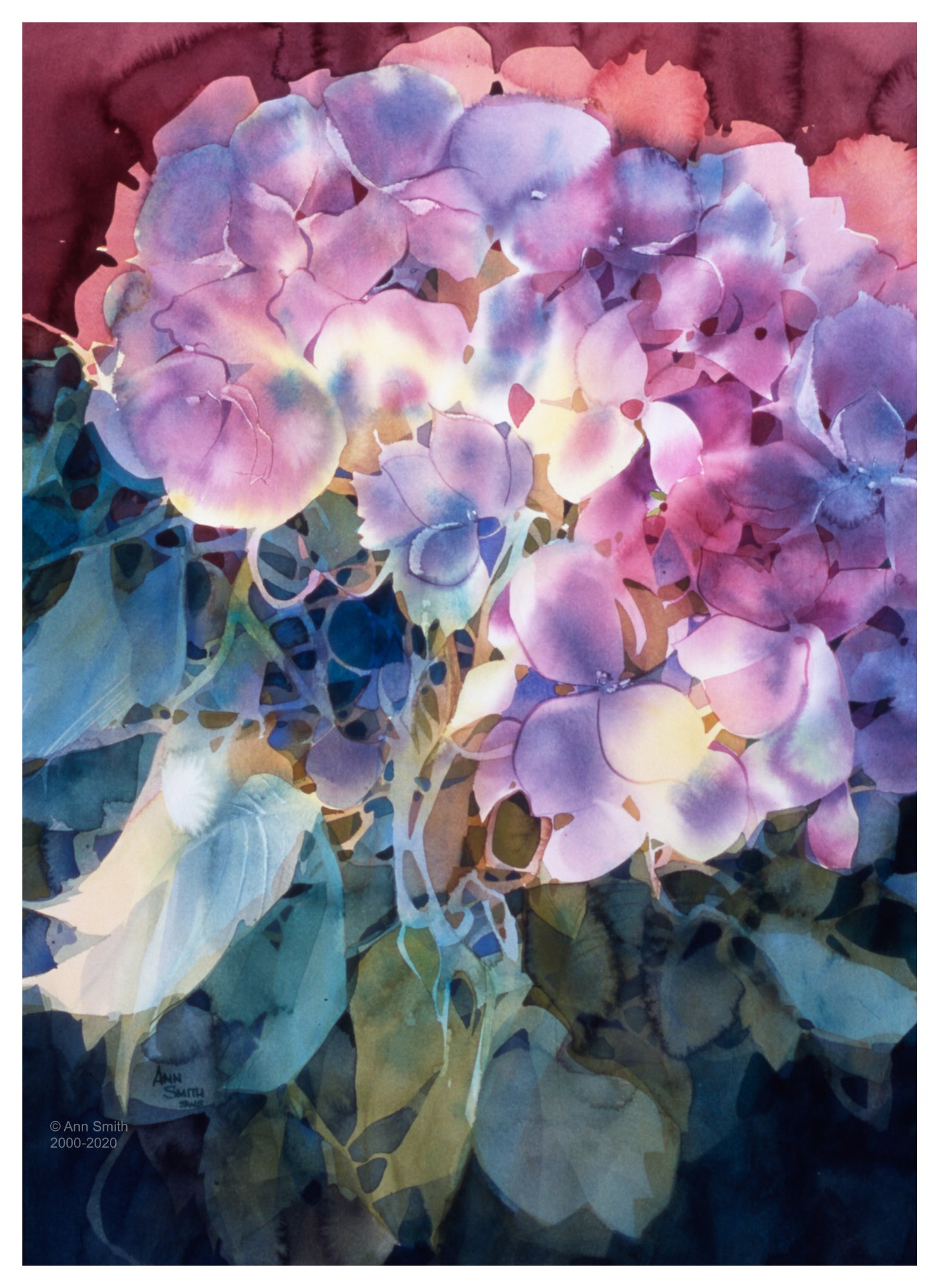 Hydrangea