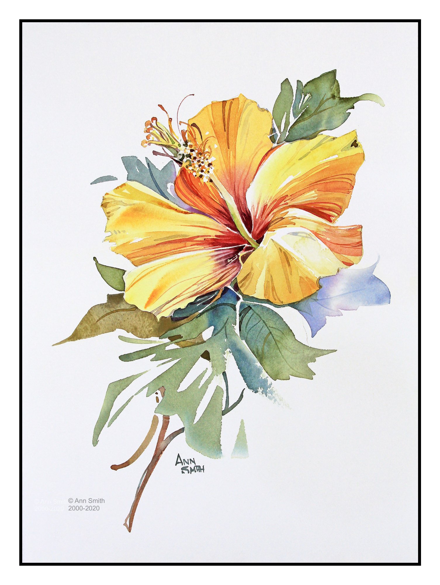 Hibiscus