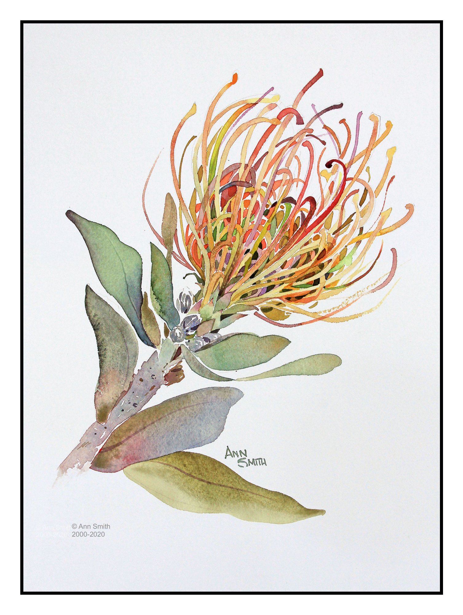Protea